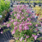 Orgován meyerov (Syringa meyeri) ´RED PIXIE´ - výška 70-100 cm, kont. C3L